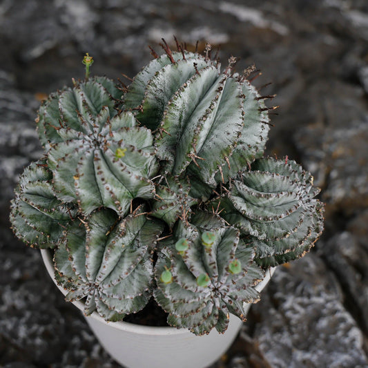 Euphorbia horrida / Euphorbia polygona