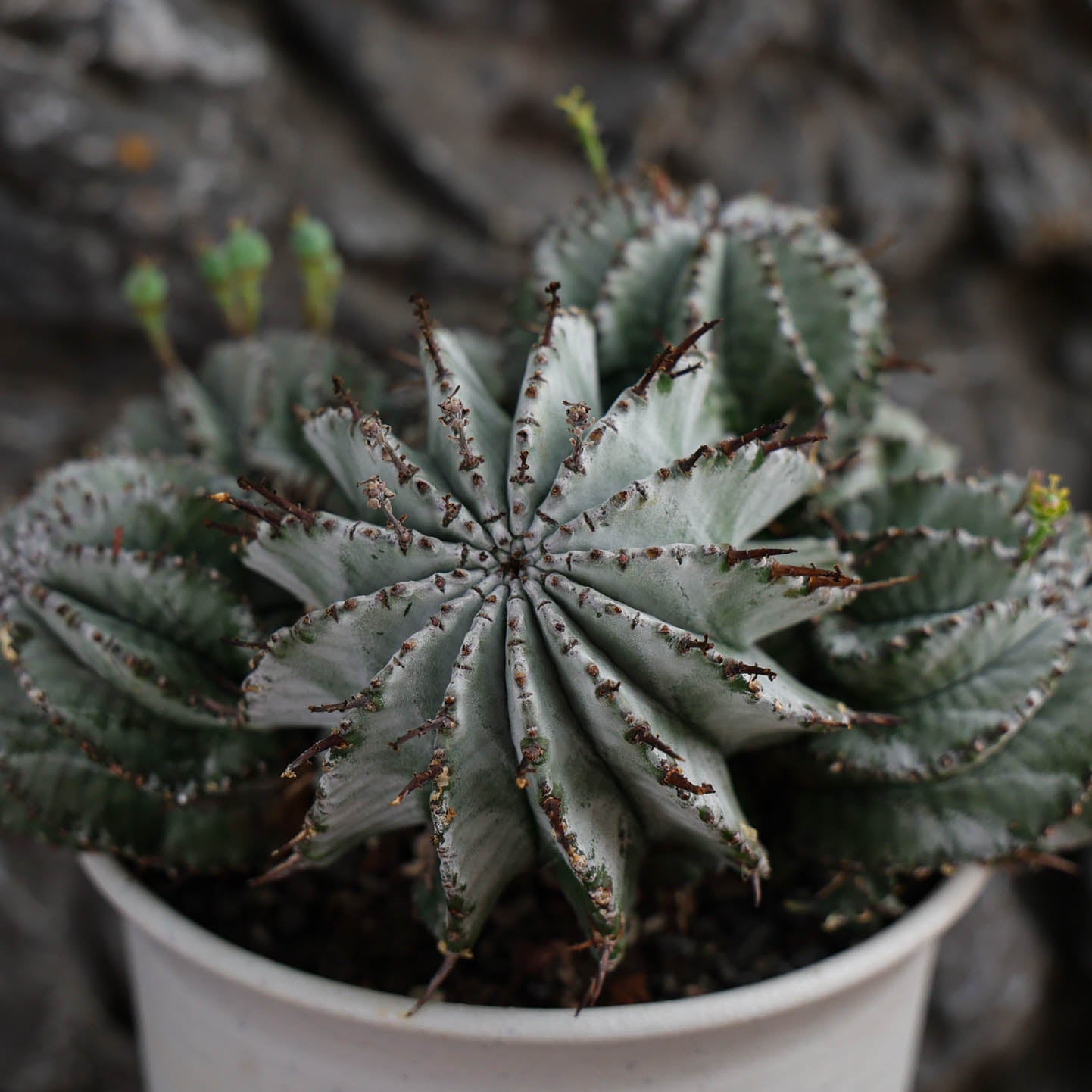 Euphorbia horrida / Euphorbia polygona
