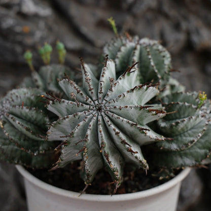 Euphorbia horrida / Euphorbia polygona