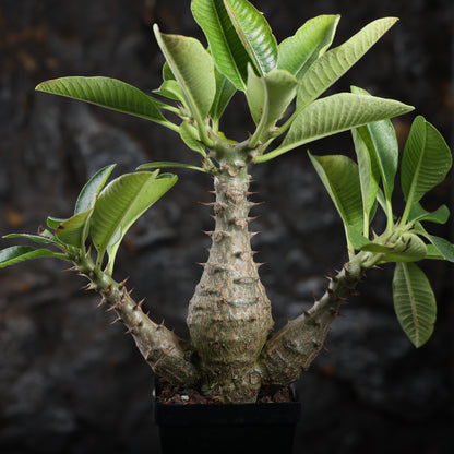 Pachypodium baronii var.windsorii