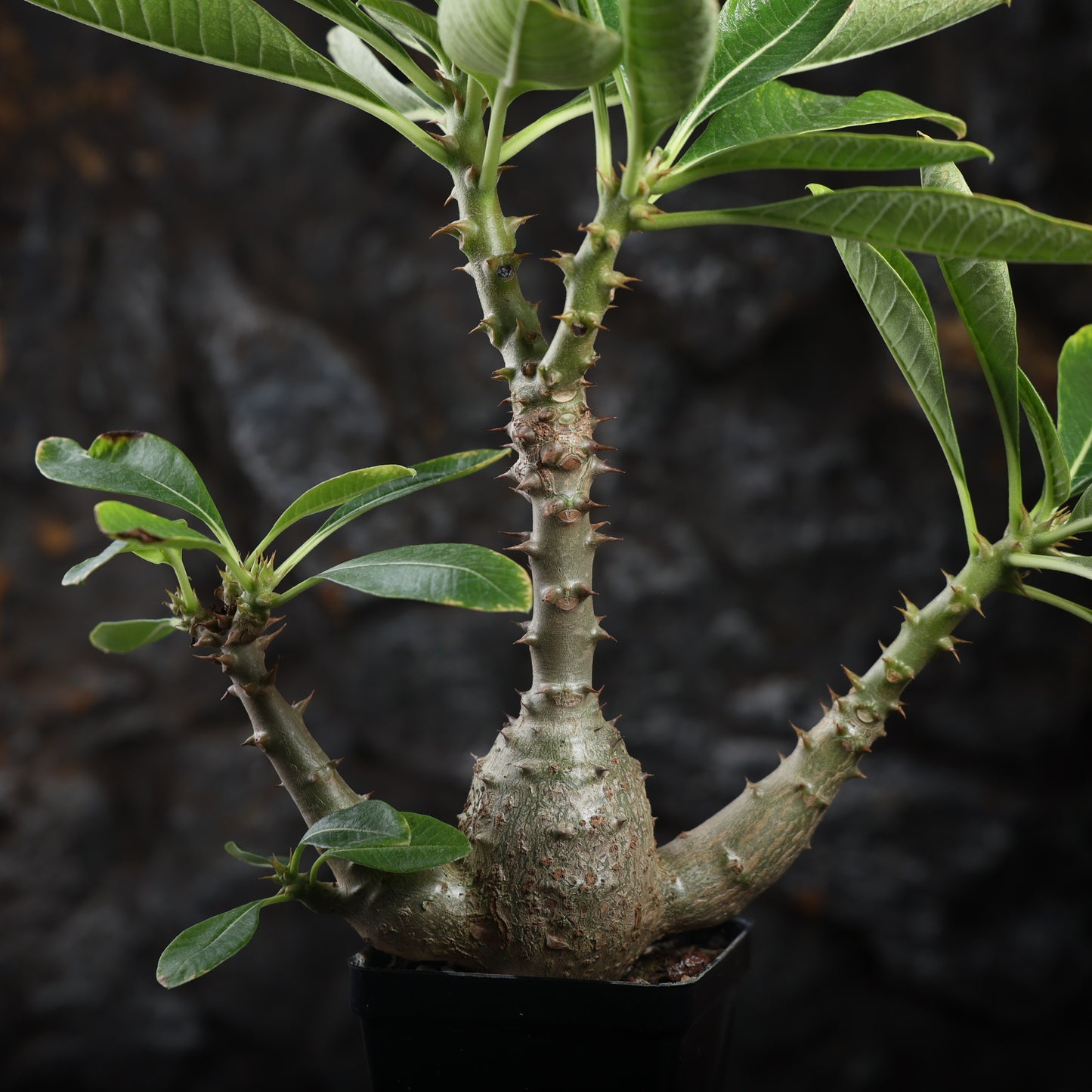 Pachypodium baronii var.windsorii