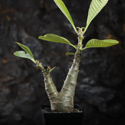 Pachypodium baronii var.windsorii