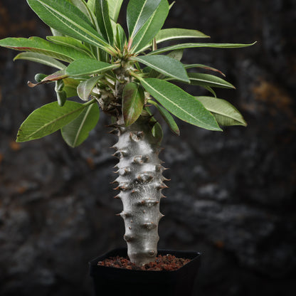 Pachypodium baronii