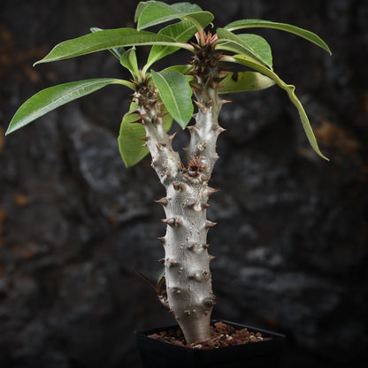 Pachypodium baronii