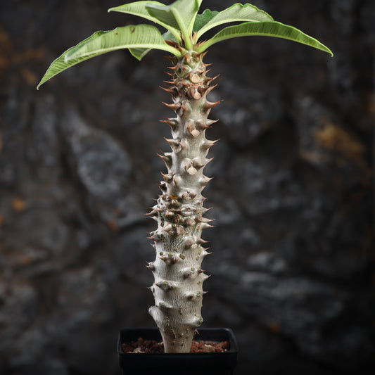 Pachypodium baronii