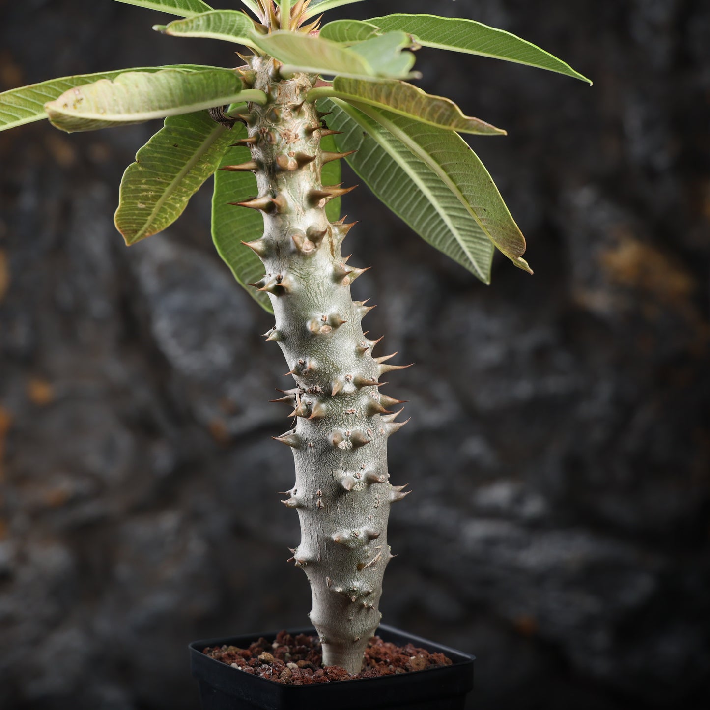 Pachypodium baronii