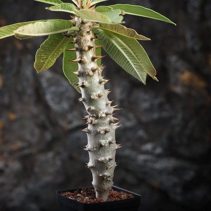 Pachypodium baronii