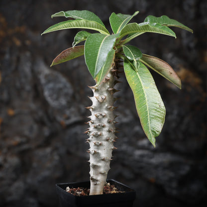 Pachypodium baronii