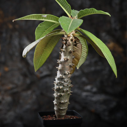 Pachypodium baronii