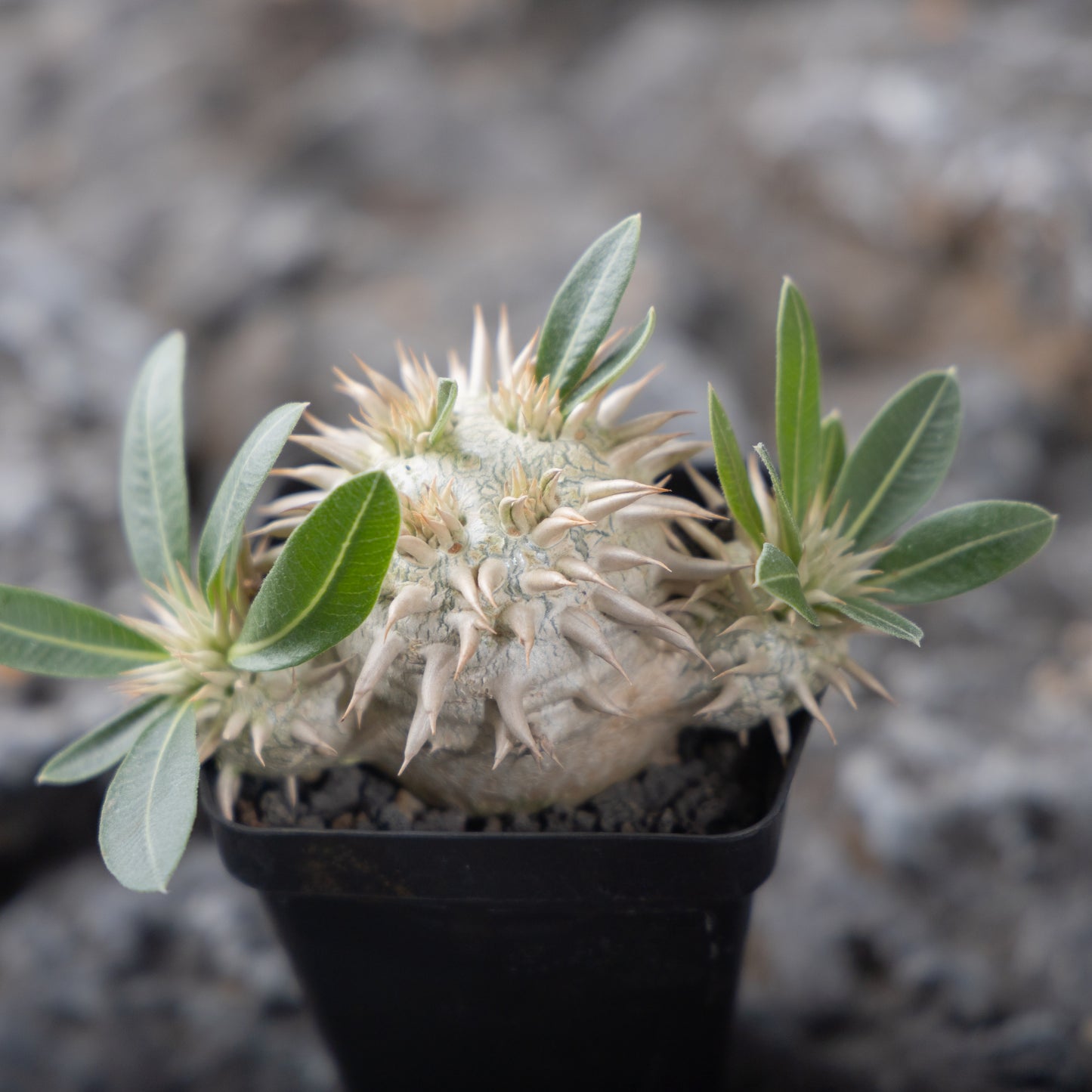 Pachypodium eburneum