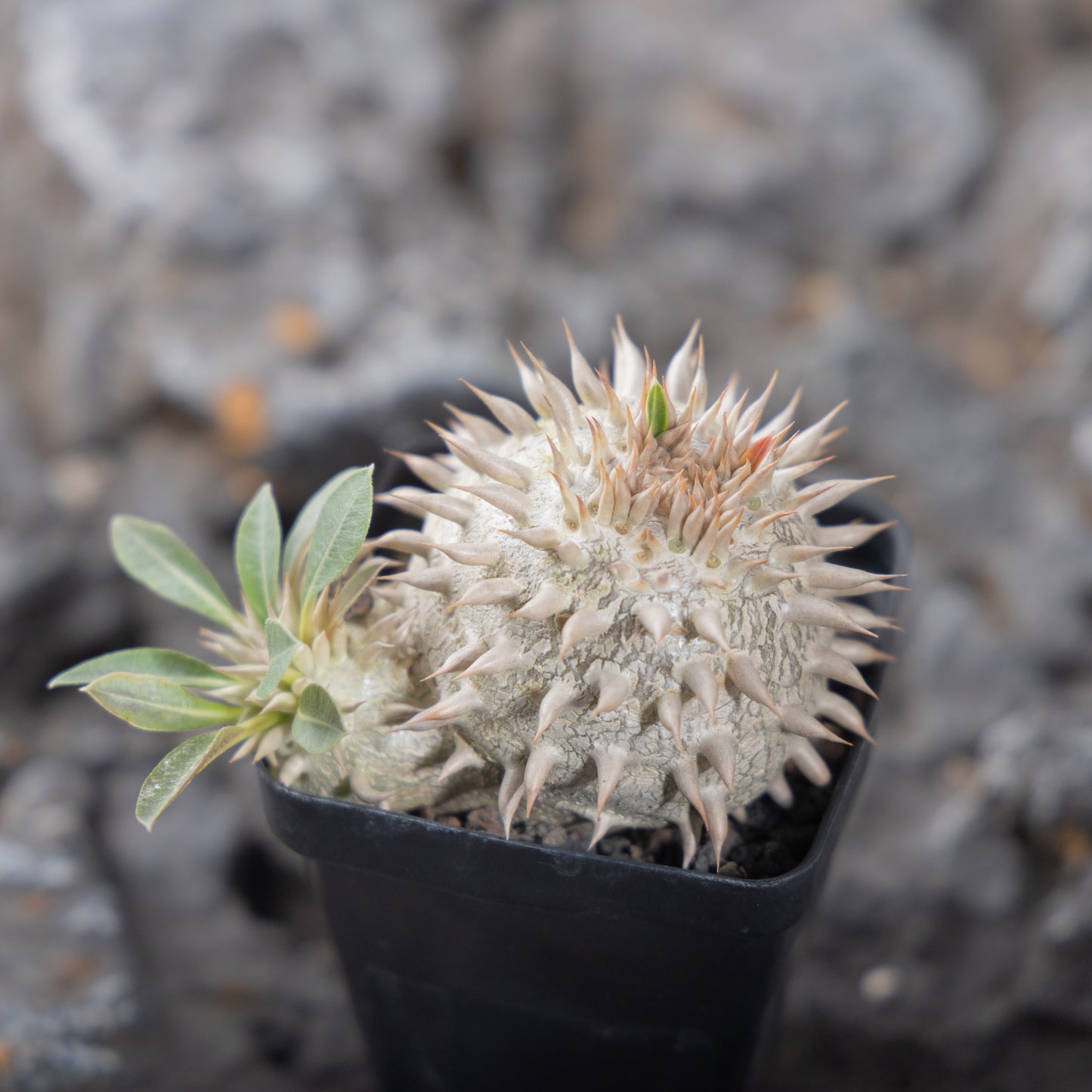 Pachypodium eburneum