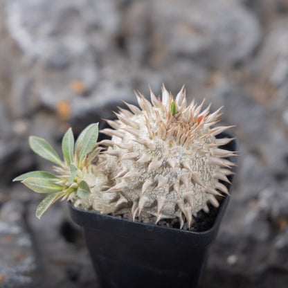 Pachypodium eburneum
