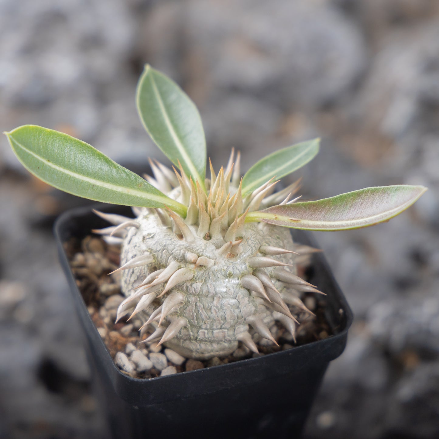 Pachypodium eburneum