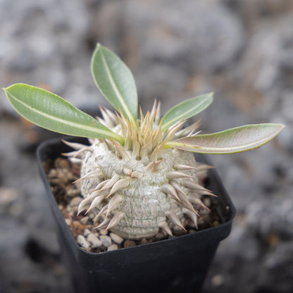 Pachypodium eburneum