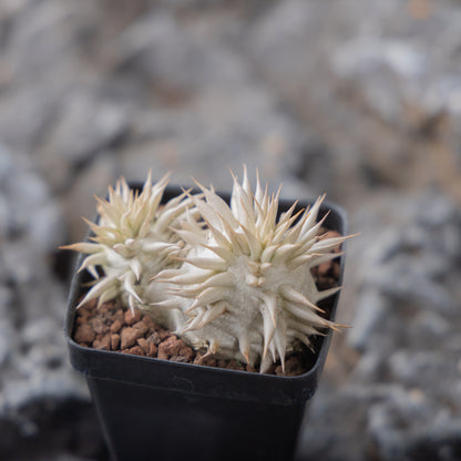 Pachypodium eburneum