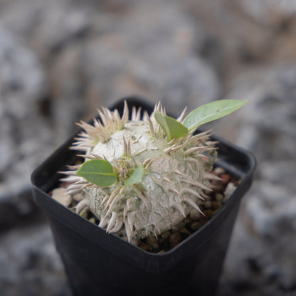 Pachypodium eburneum