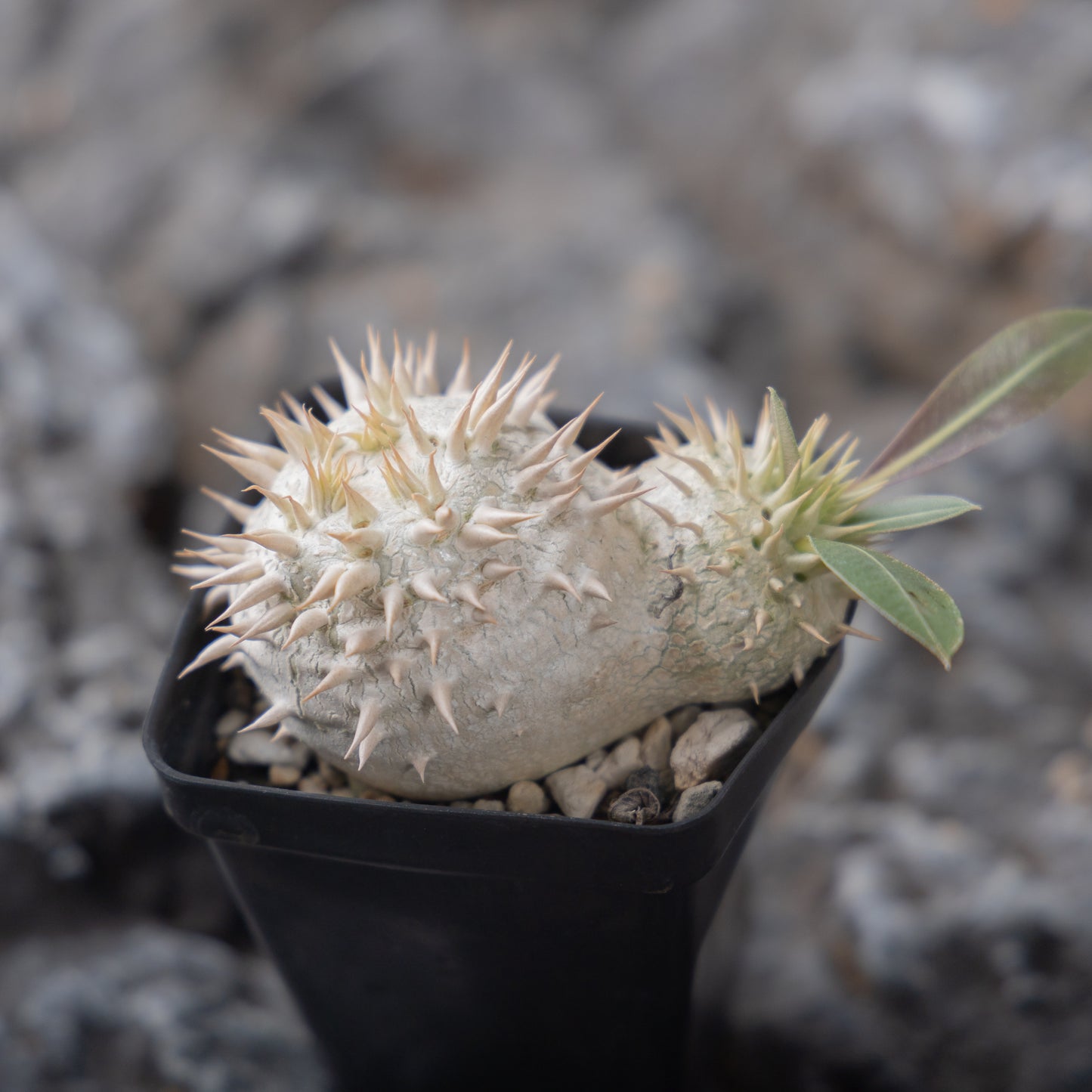 Pachypodium eburneum