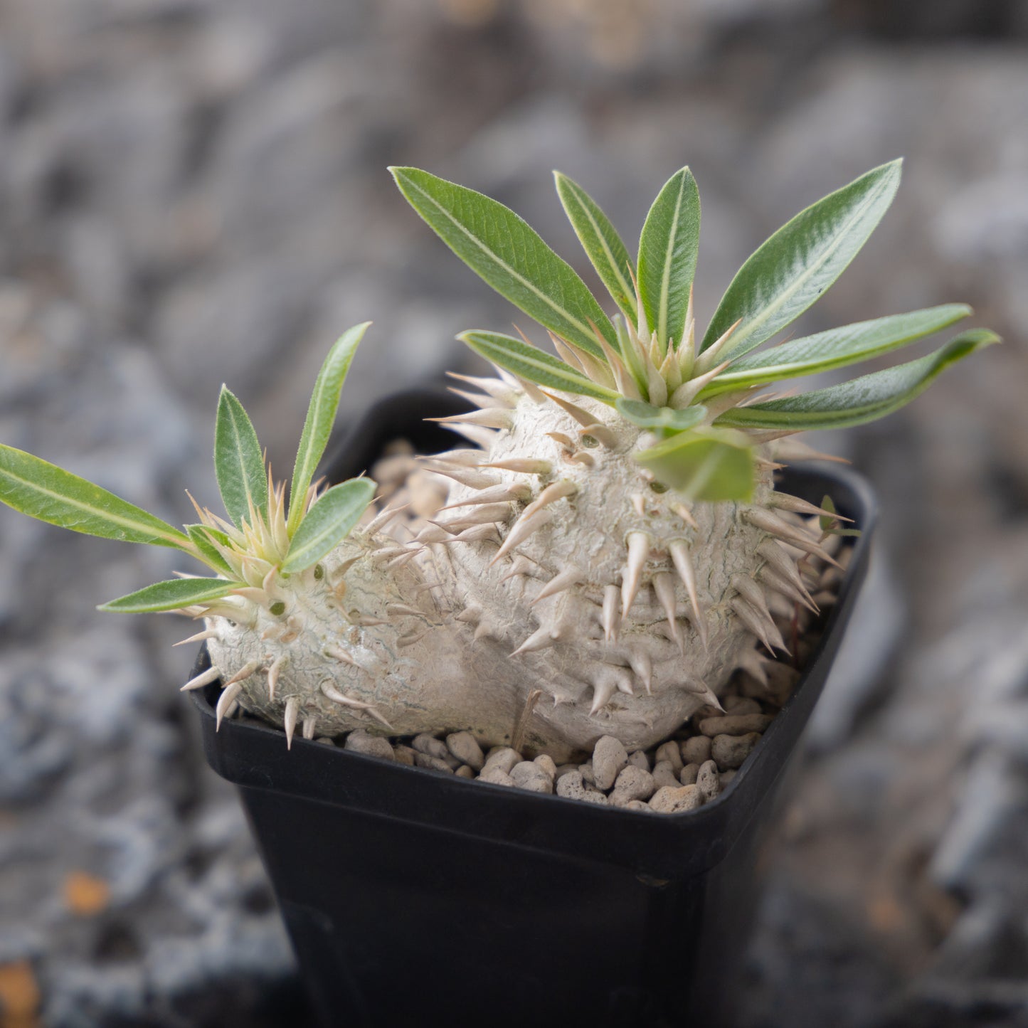 Pachypodium eburneum