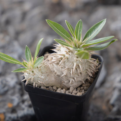 Pachypodium eburneum