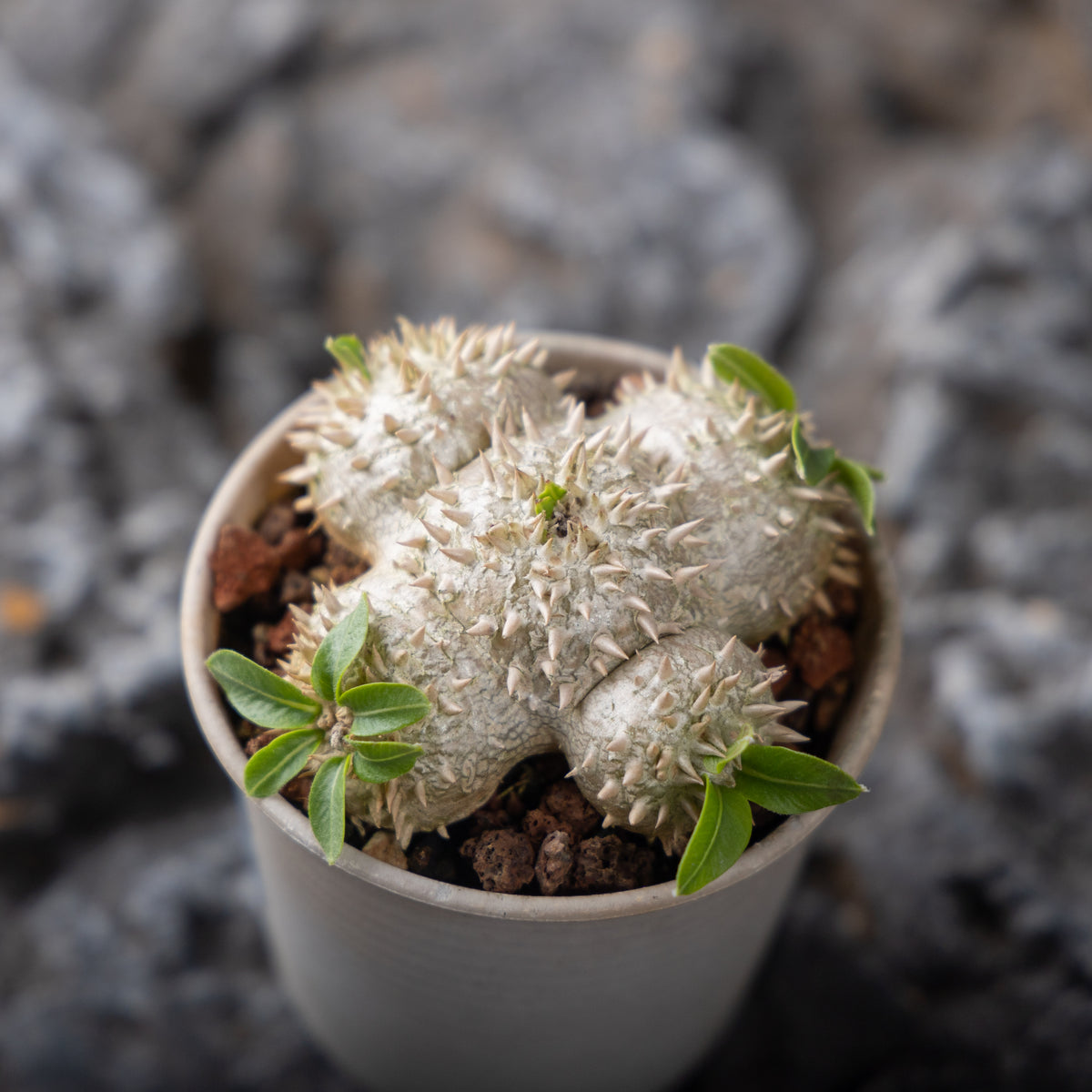 Pachypodium brevicaule Seeds — Pachypodium — 2026 seed listing — 1 Seed — image 6: plant specimen shown as a reference for this seed listing