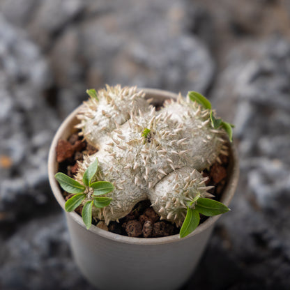 Pachypodium brevicaule