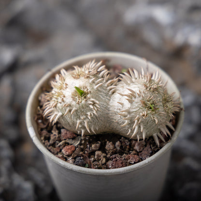 Pachypodium brevicaule