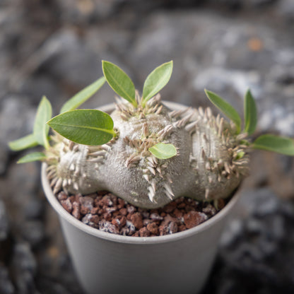 Pachypodium brevicaule