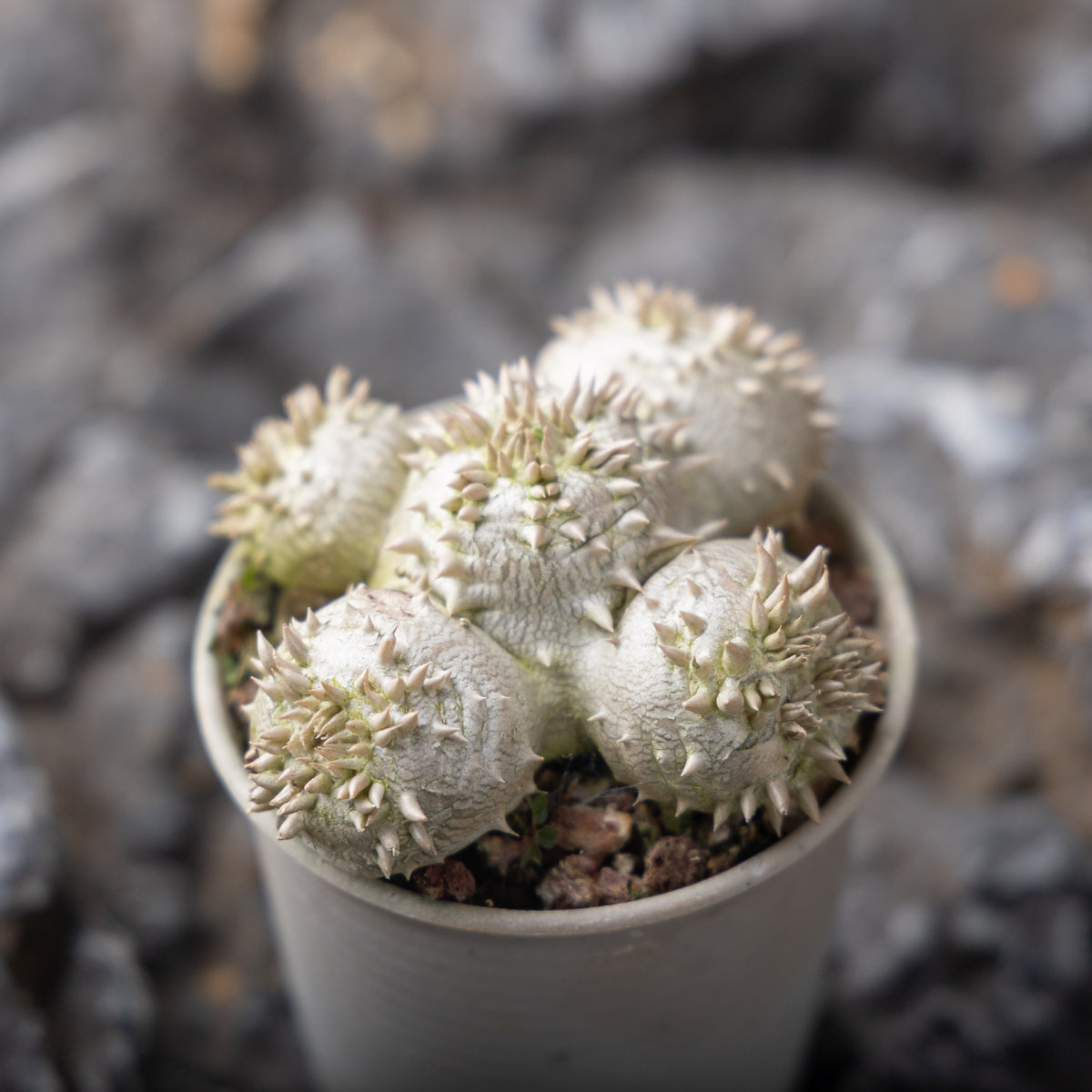 Pachypodium brevicaule Seeds — Pachypodium — 2026 seed listing — 1 Seed — image 3: plant specimen shown as a reference for this seed listing
