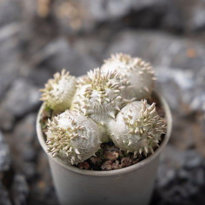 Pachypodium brevicaule