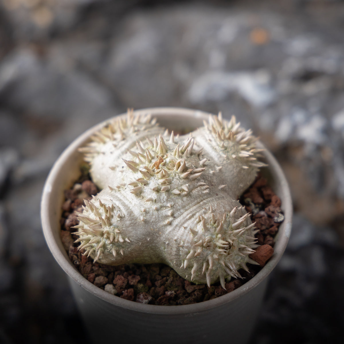 Pachypodium brevicaule Seeds — Pachypodium — 2026 seed listing — 1 Seed — image 4: plant specimen shown as a reference for this seed listing