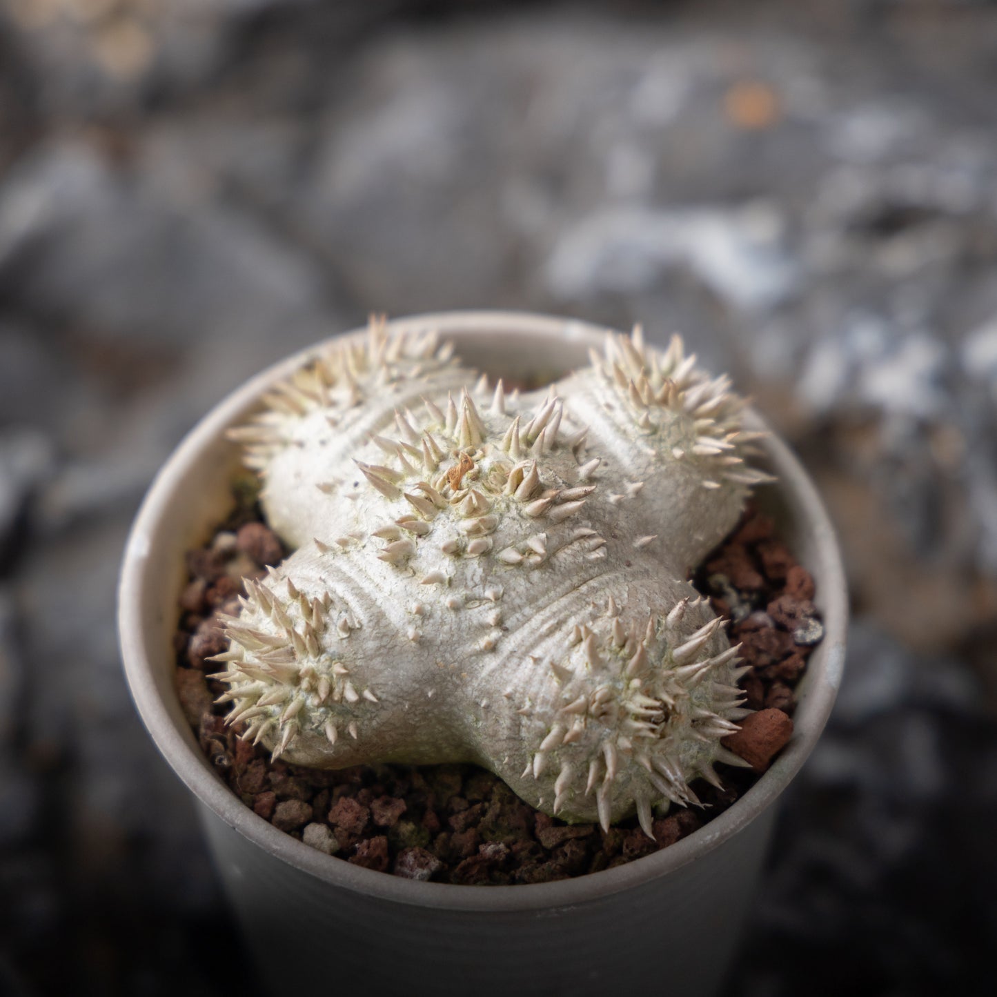 Pachypodium brevicaule