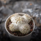 Pachypodium brevicaule Seeds — Pachypodium — 2026 seed listing — 1 Seed — image 4: plant specimen shown as a reference for this seed listing