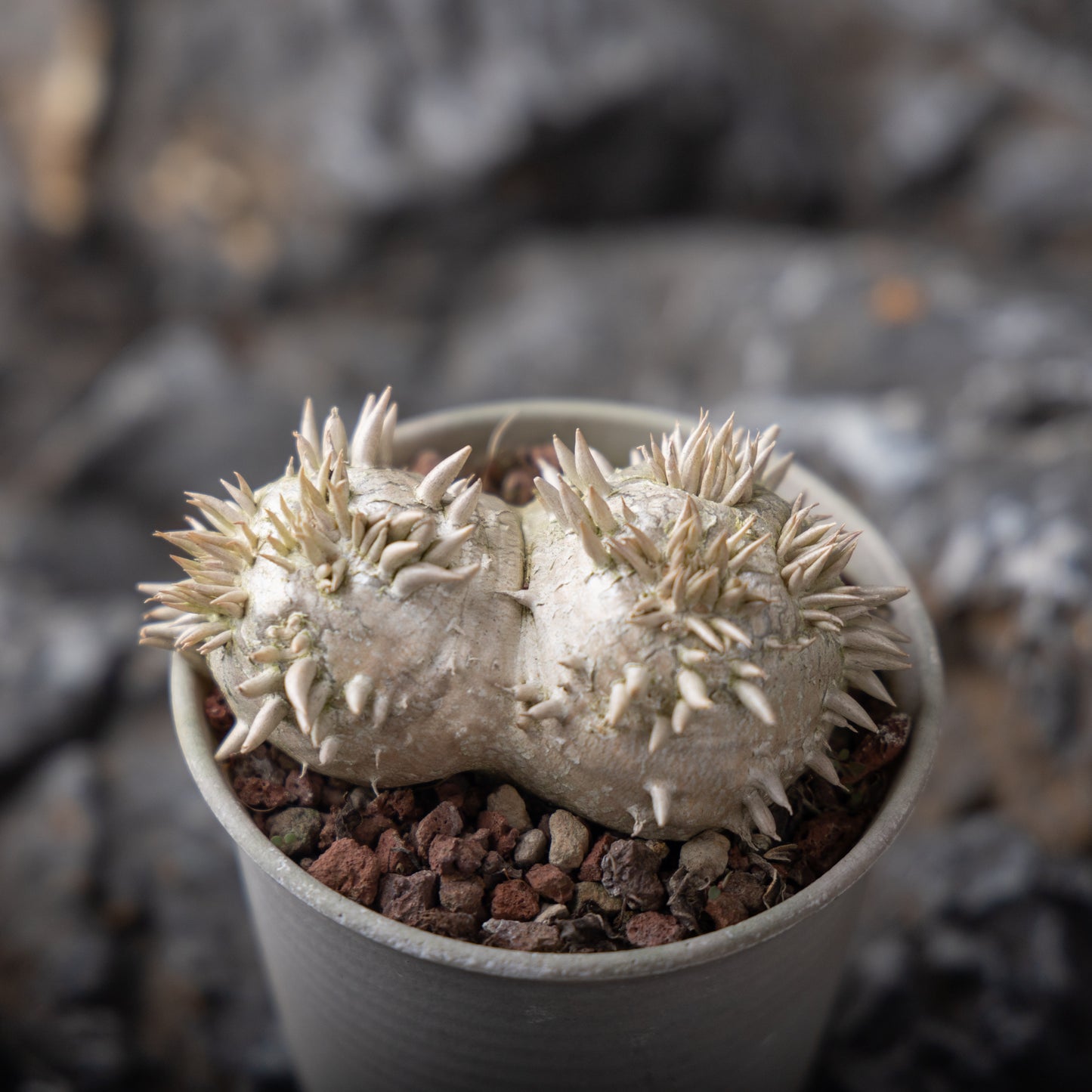 Pachypodium brevicaule