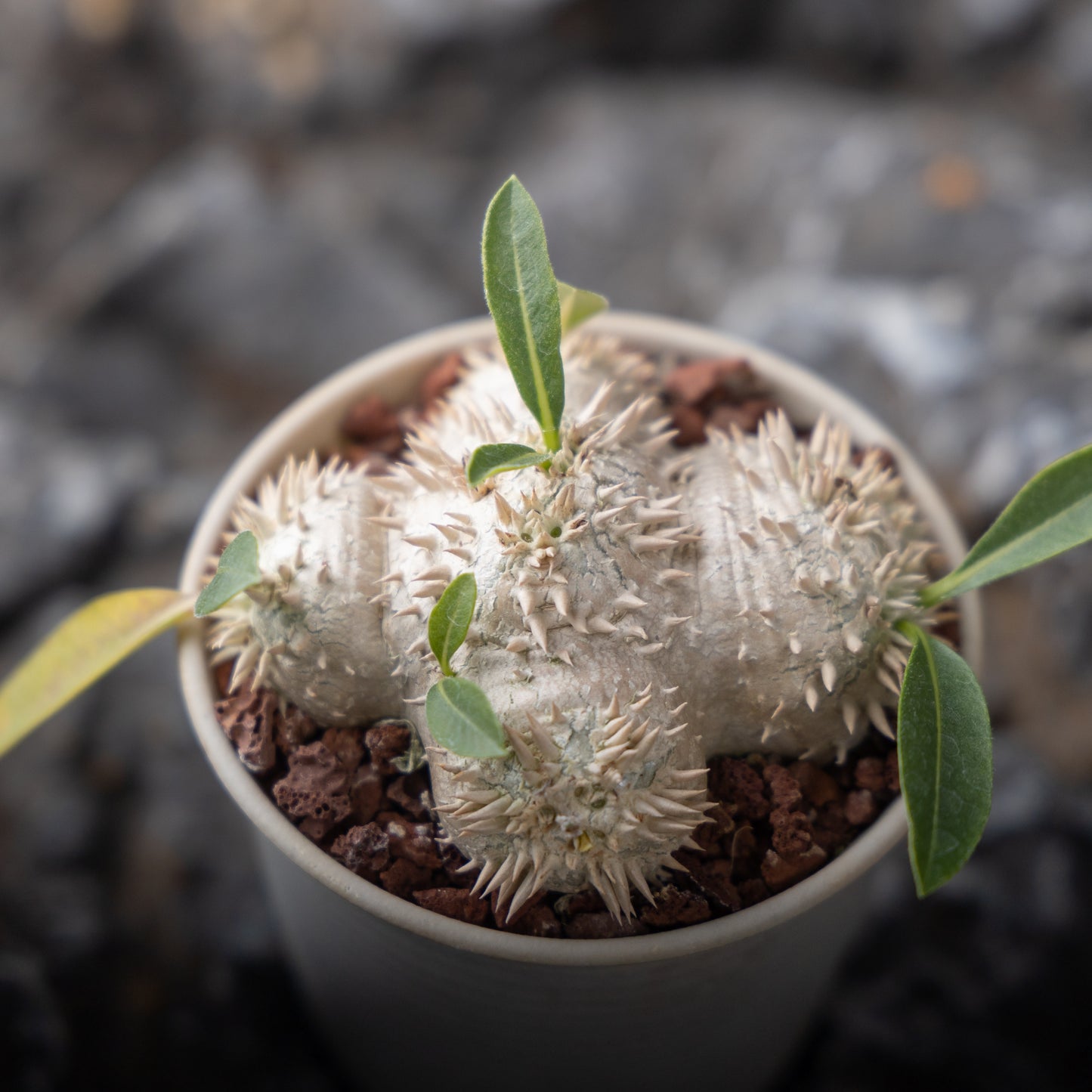 Pachypodium brevicaule