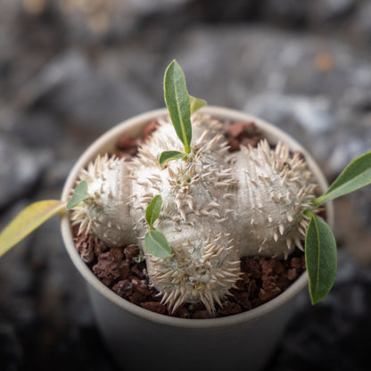 Pachypodium brevicaule