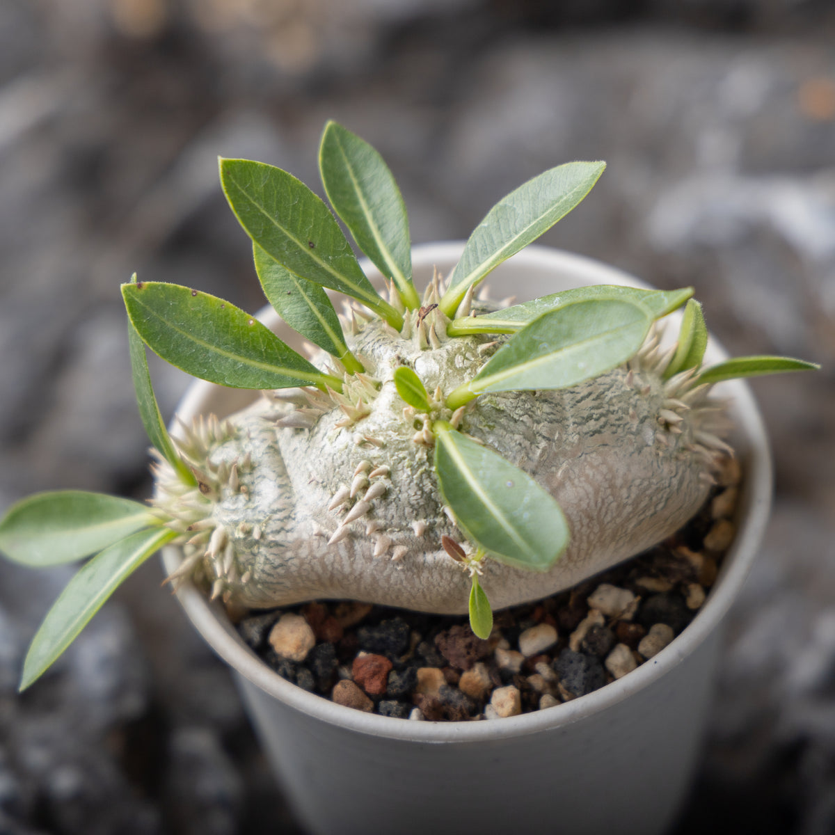Pachypodium brevicaule Seeds — Pachypodium — 2026 seed listing — 1 Seed — image 5: plant specimen shown as a reference for this seed listing