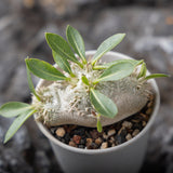 Pachypodium brevicaule Seeds — Pachypodium — 2026 seed listing — 1 Seed — image 5: plant specimen shown as a reference for this seed listing