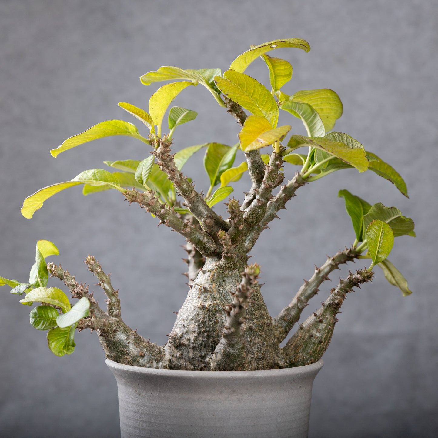 Pachypodium baronii var.windsorii