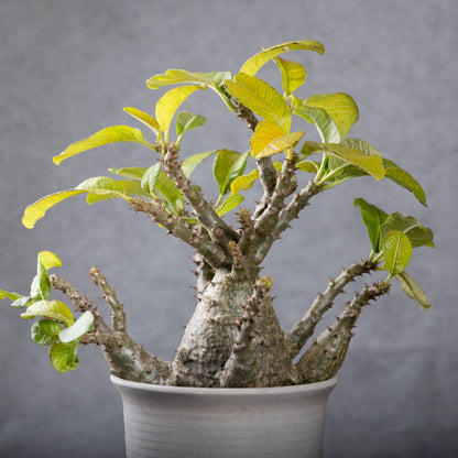 Pachypodium baronii var.windsorii