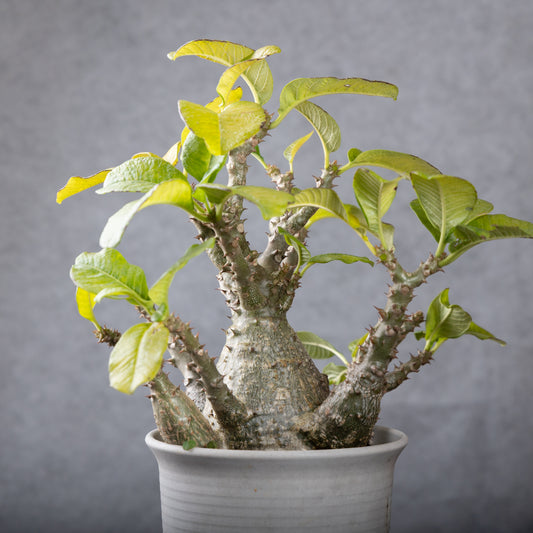 Pachypodium baronii var.windsorii