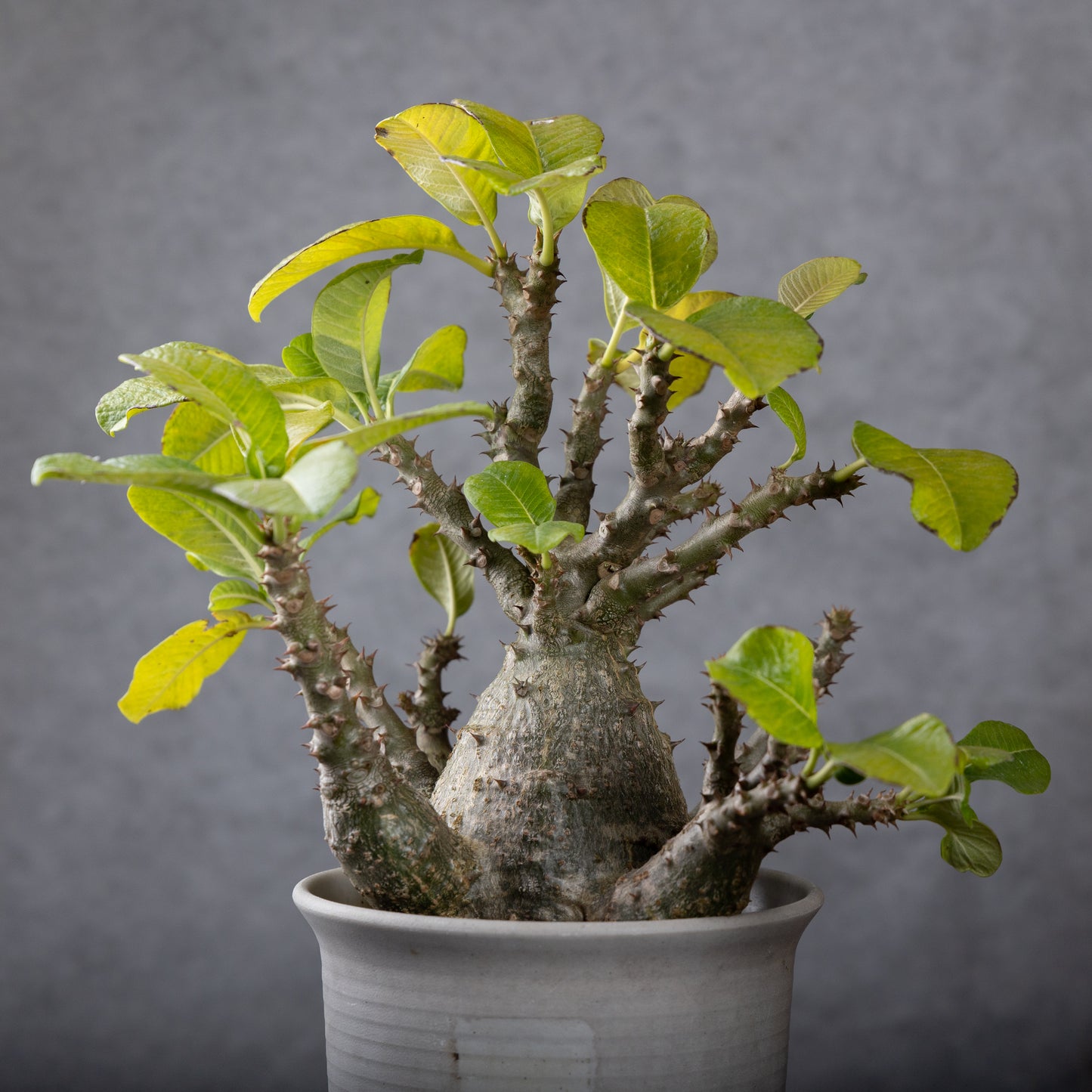 Pachypodium baronii var.windsorii