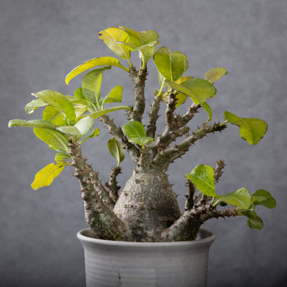 Pachypodium baronii var.windsorii