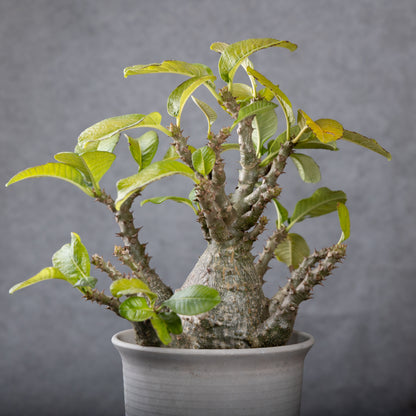 Pachypodium baronii var.windsorii