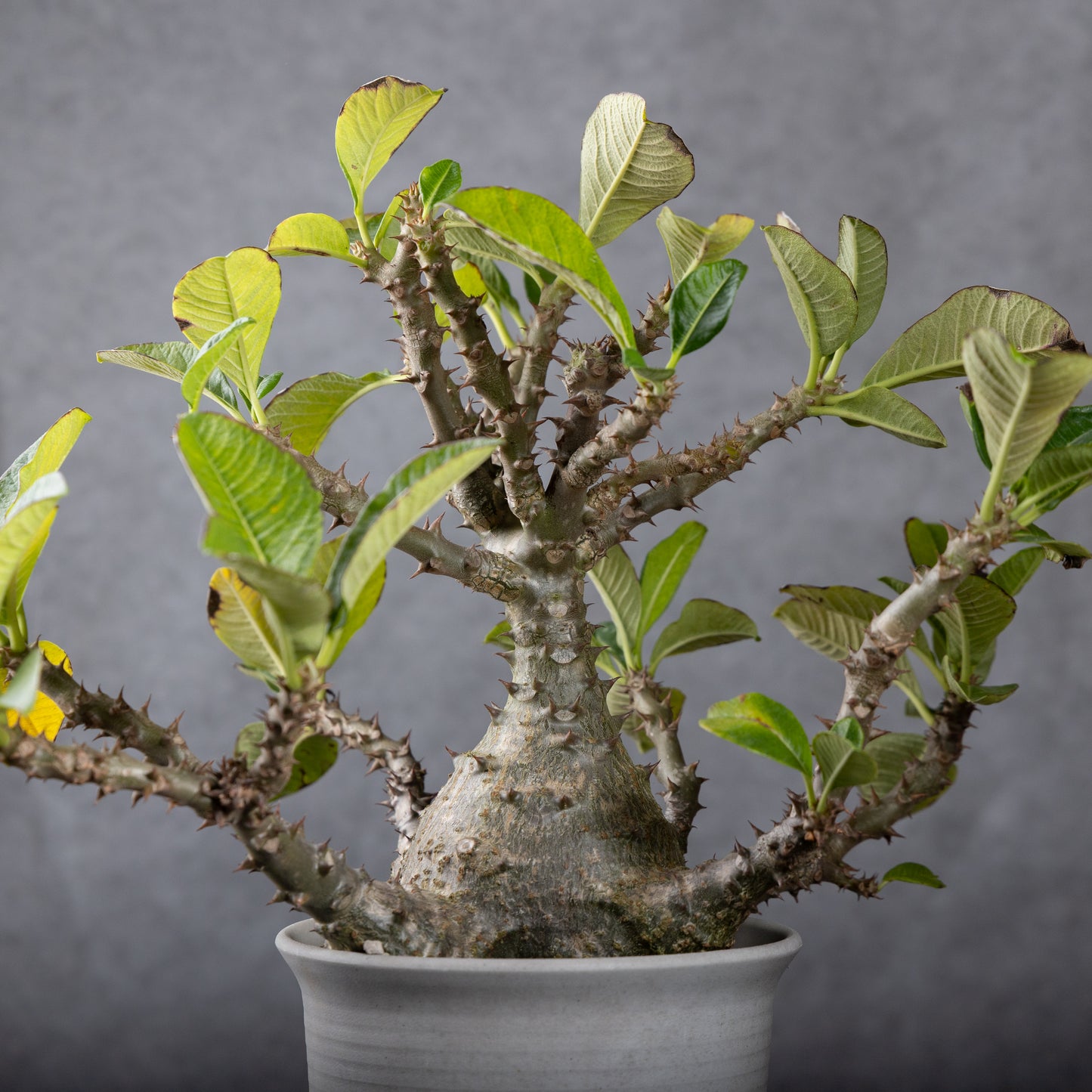 Pachypodium baronii var.windsorii