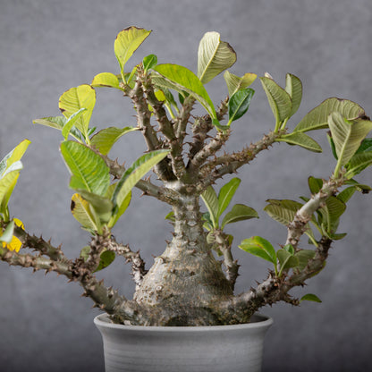 Pachypodium baronii var.windsorii