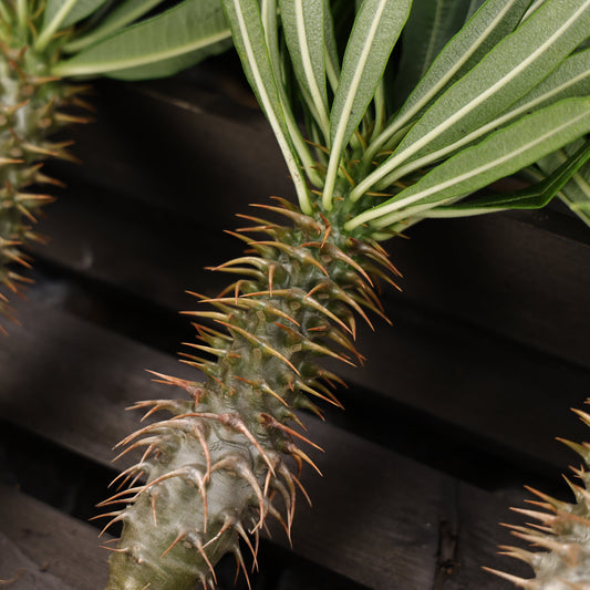 Pachypodium ambongense