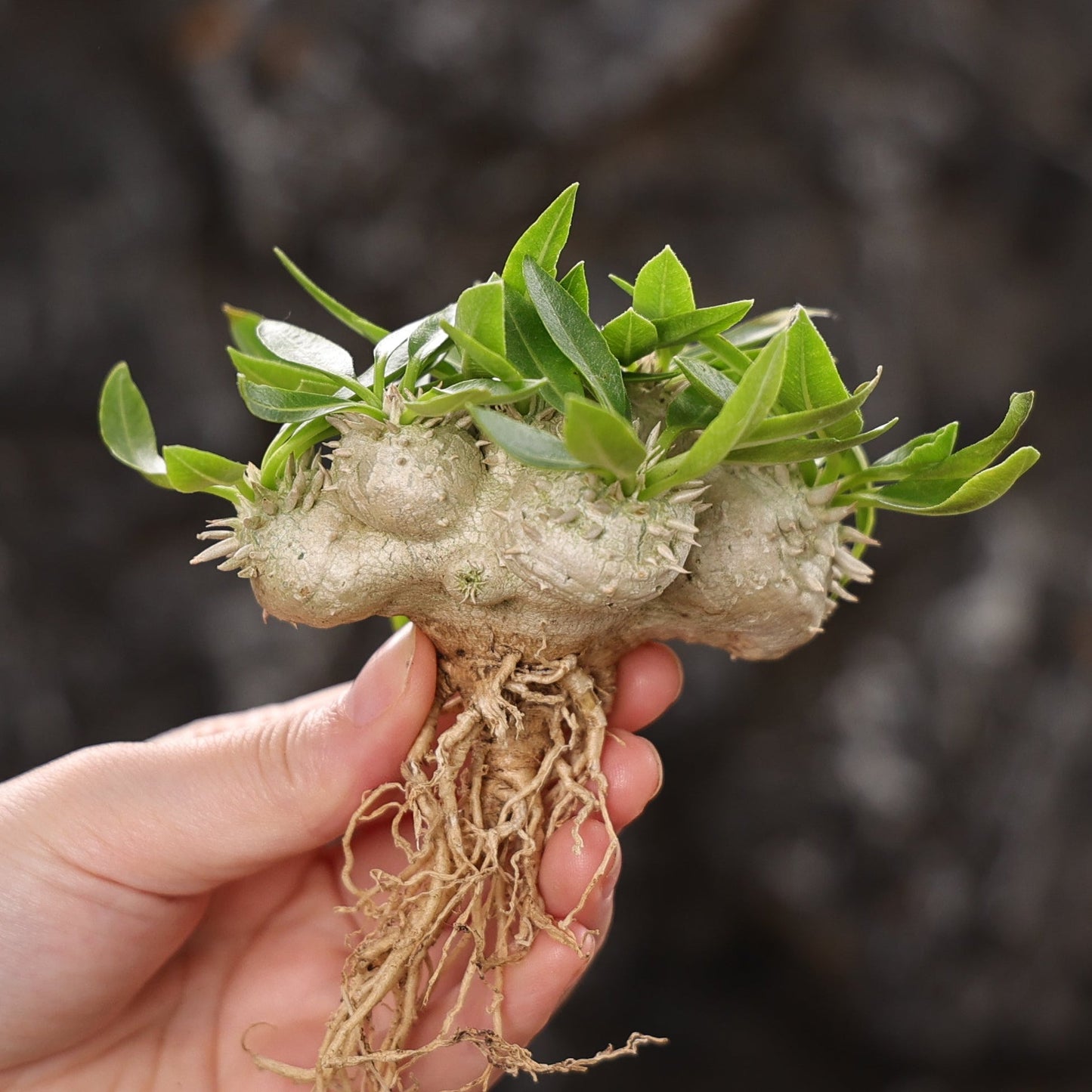 Pachypodium brevicaule