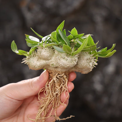 Pachypodium brevicaule