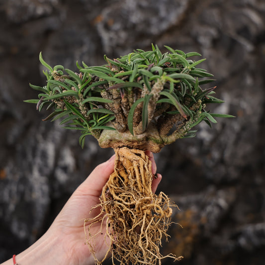 Euphorbia cylindrifolia ssp. tuberifera