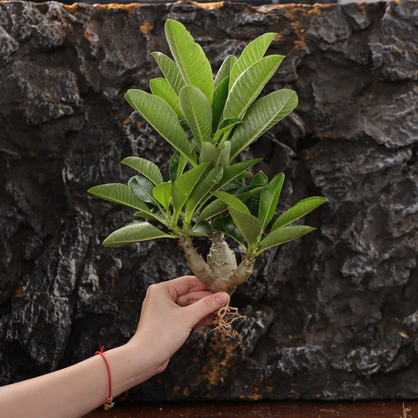 Pachypodium baronii var.windsorii